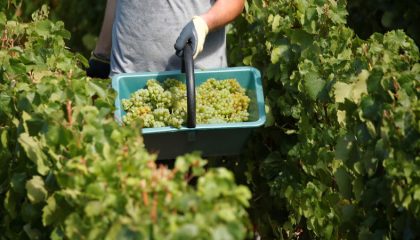 2020-08-21t113135z-778383626-rc2bii9z6xze-rtrmadp-3-france-champagne-harvest