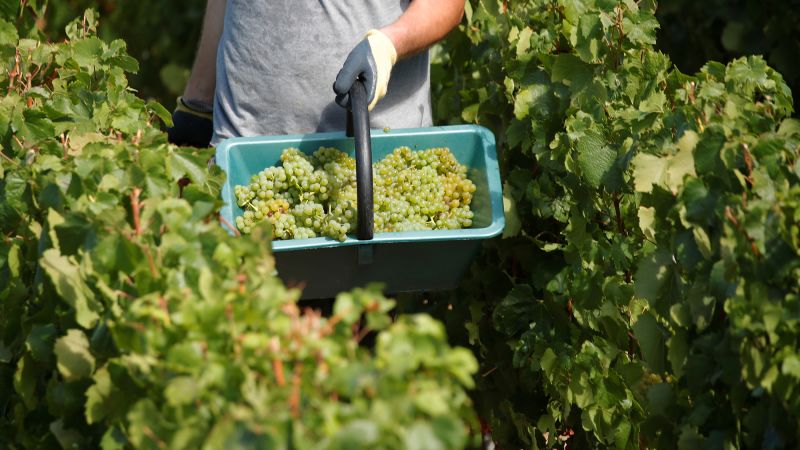 2020-08-21t113135z-778383626-rc2bii9z6xze-rtrmadp-3-france-champagne-harvest