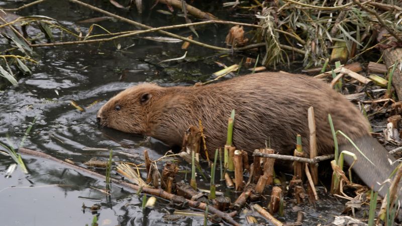 231011161630-ealing-beaver-close-up