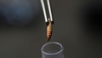 c-2025-08-15t100548z-948767807-rc2bmeat2ear-rtrmadp-3-usa-farm-screwworm