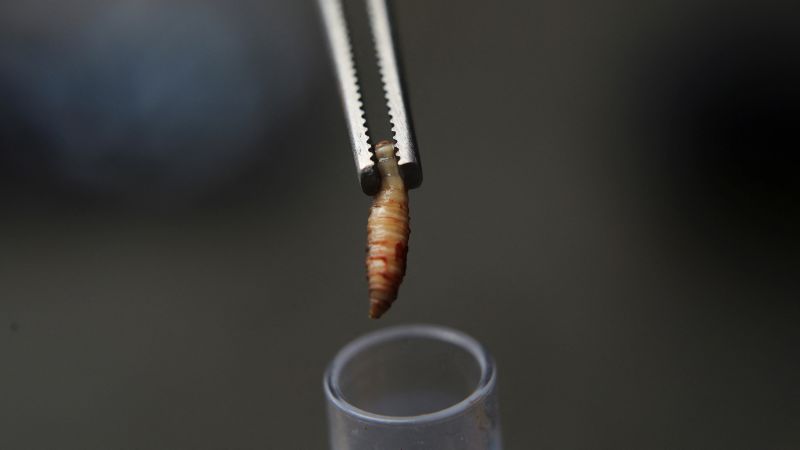 c-2025-08-15t100548z-948767807-rc2bmeat2ear-rtrmadp-3-usa-farm-screwworm