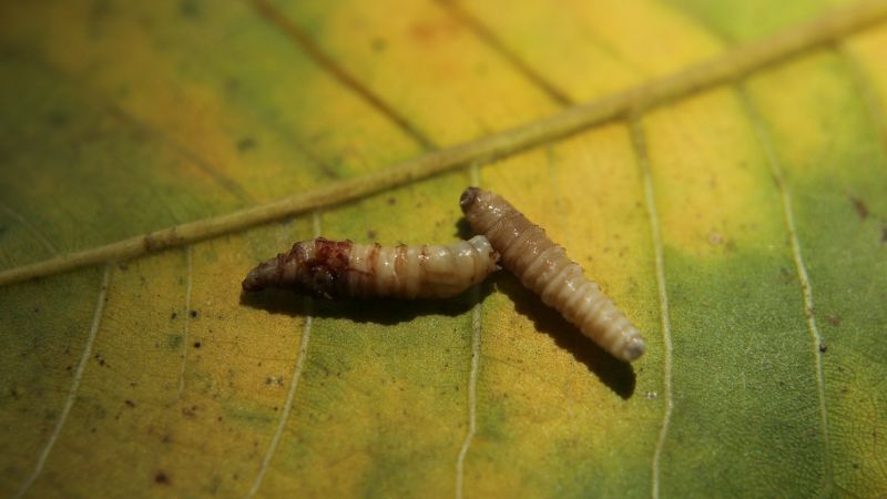 c-2025-08-15t100606z-517304131-rc2dmeadnlsu-rtrmadp-3-usa-farm-screwworm