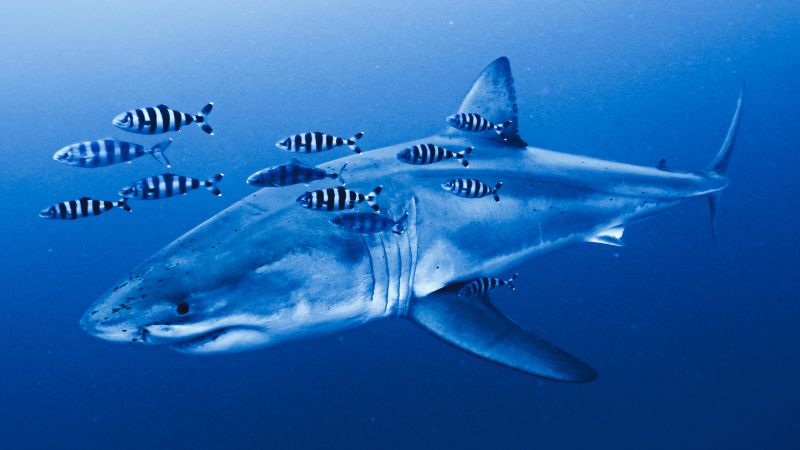 whiteshark-dr-2-derk-remmers