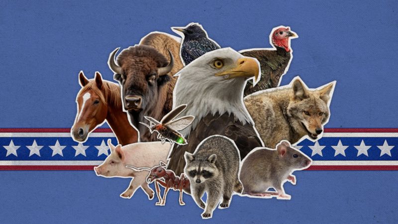 20260630-usa-250-animals-gfx-test01-720