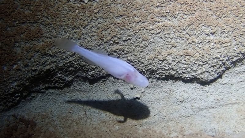 nn-demoncavefish-feb2025-still
