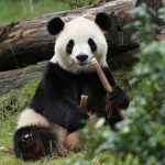 fu-shuang-7-750x500-1