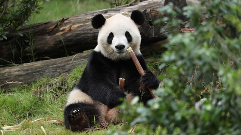 fu-shuang-7-750x500-1