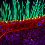 thumbnail-nikon-small-world-comp-digvid-1-20260916120608061
